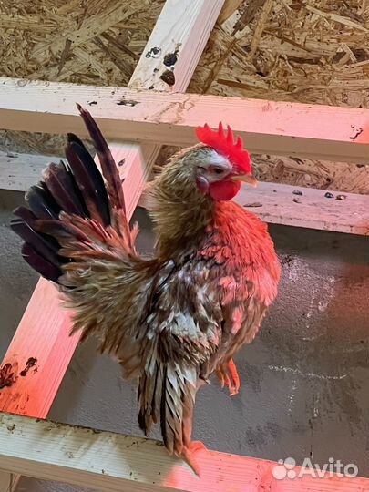 Малазийская серама петушки