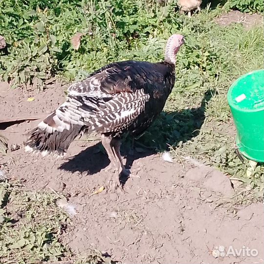 Продам двух индюков