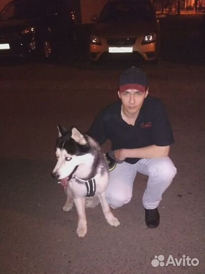 Передержка, выгул собак, ситтинг, зооняня