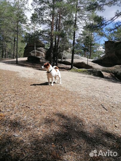 Вязка джек рассел терьер