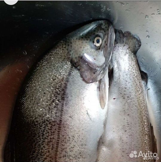 Форель из Карелии нпсг в Химках