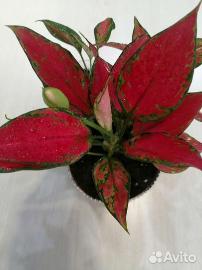 Аглонема Анимани Супер Ред