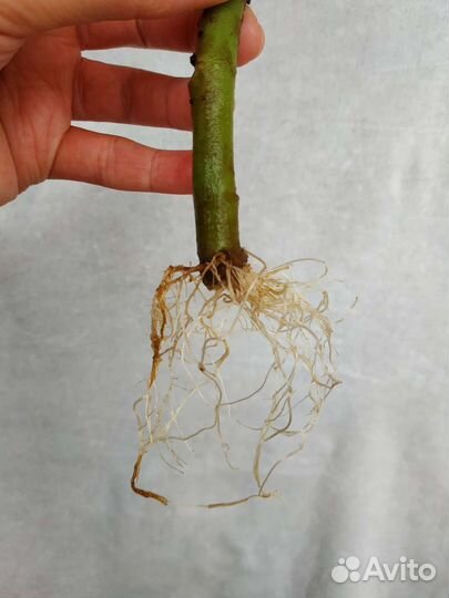 Пеларгония мерлезон 2