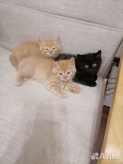 Кошки