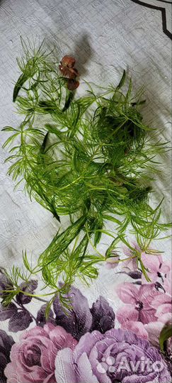 Аквариумные растения