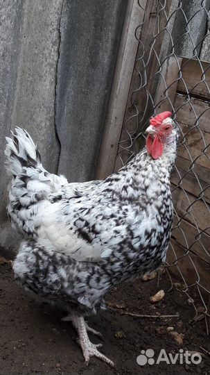 Инкубационное яйцо Пушкинской в Лобне