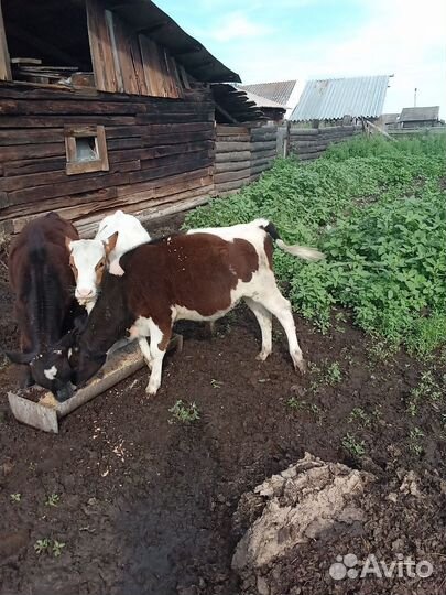 Телята бычки