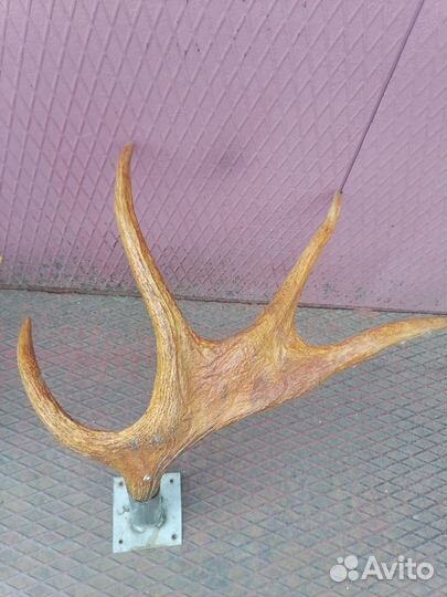 Рога лося
