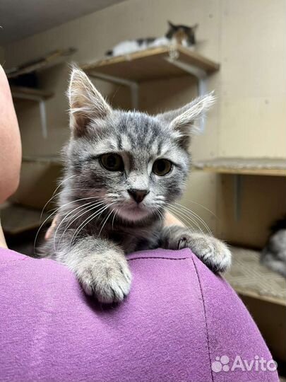 Котенок в дар