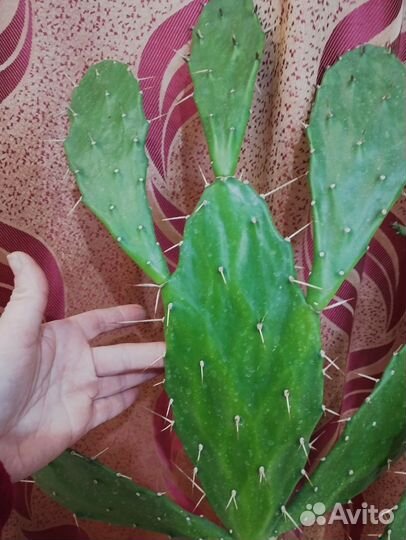 Взрослый Кактус Опунция Бергера, 105см, 3 года