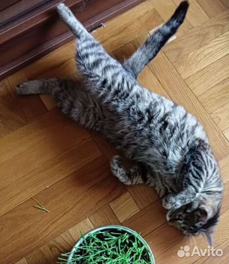 Зеленоглазая кошечка