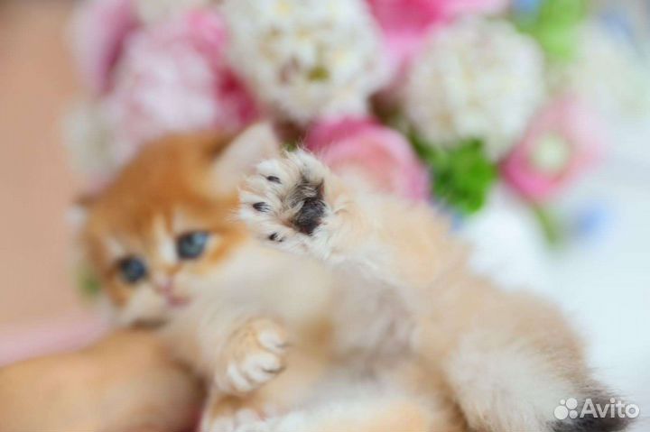 Британская золотая шиншилла ny 12