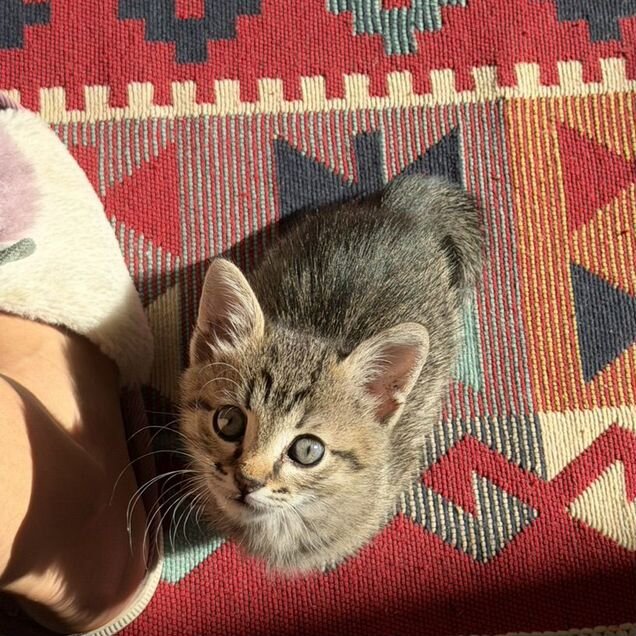 Котёнок в добрые руки