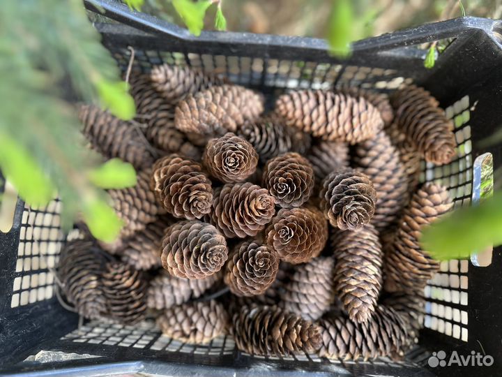Шишки еловые для декора венков творчества