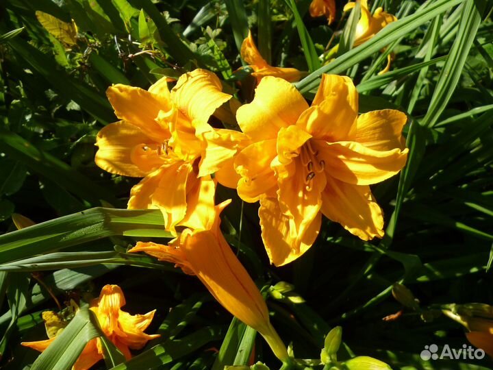 Многолетние цветы для сада