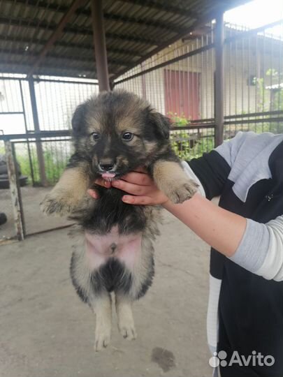 Щенки ищут дом или приют