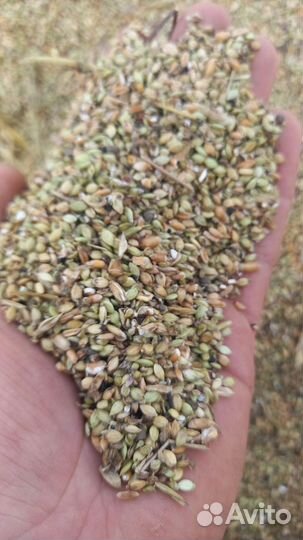 Пшеничные отходы