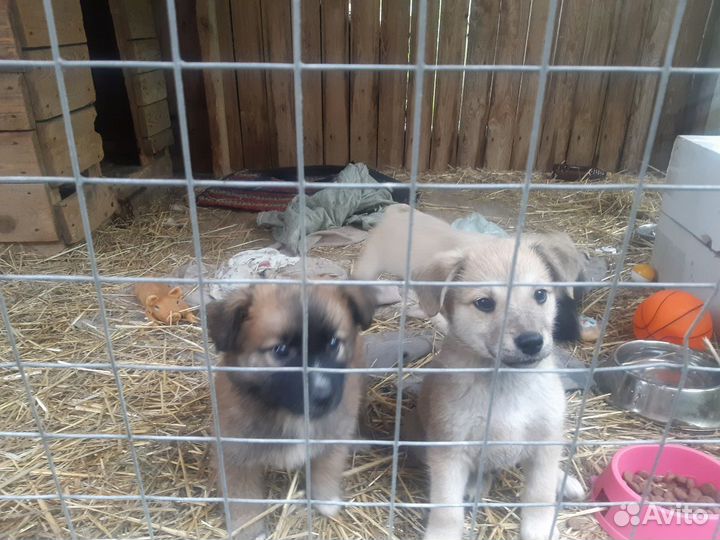 Щенки привитые из приюта в дар