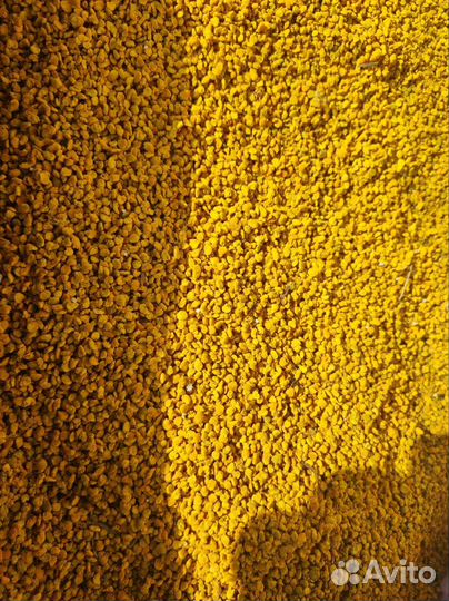 Пыльца пчелиная