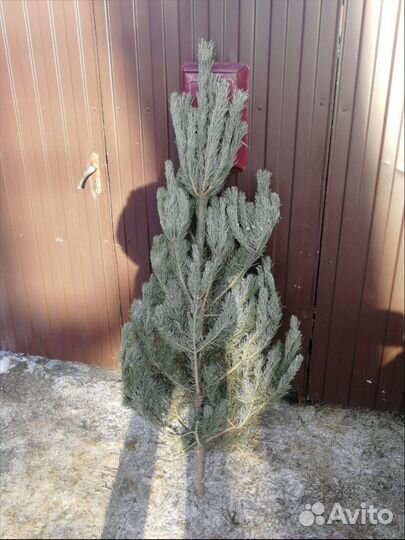 Ель русская красавица