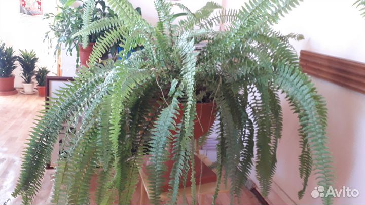 Цветы с фиолетовыми листьями и другие