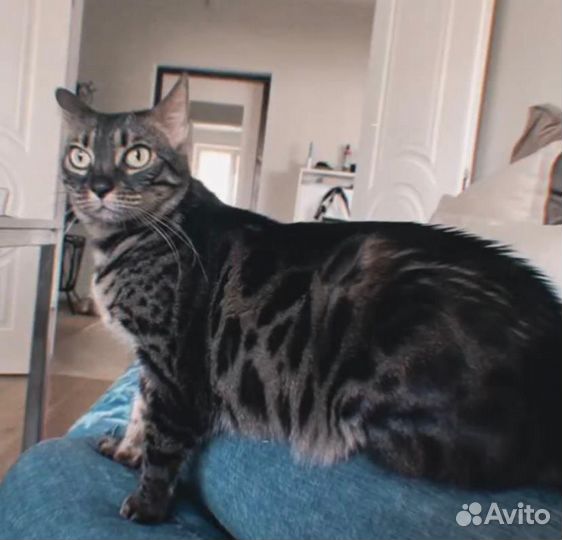 Бенгальская кошка (5 лет)