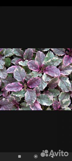 Растения садовые Симферополь