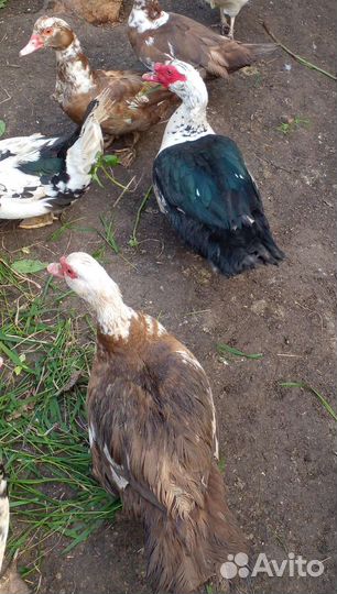 Мускусные утки индоутки