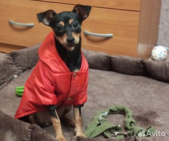 Цвергпинчер в добрые руки