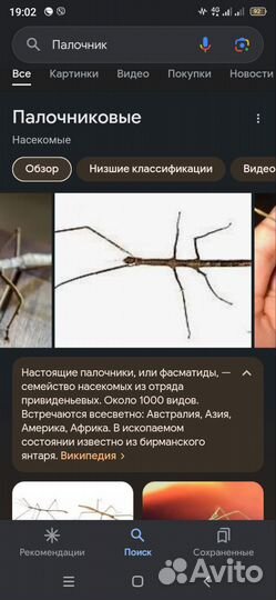 Палочник