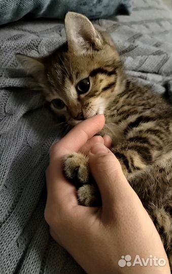 Котёнок
