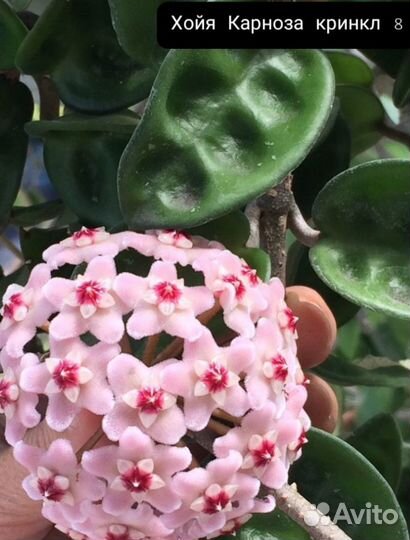 Хойя Карноза кринкл 8