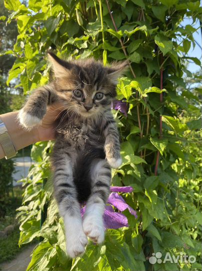 Очаровательный мальчишка ищет дом