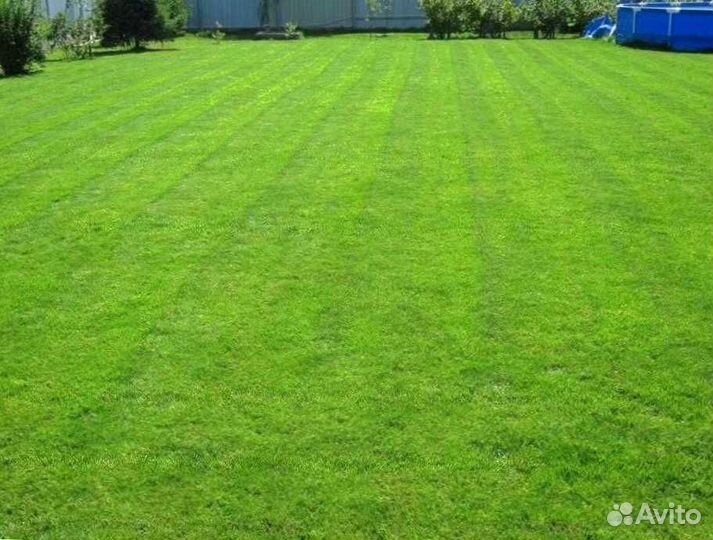 Семена газонной травы