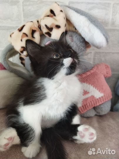 Отдам очаровательную девочку в добрые рукии