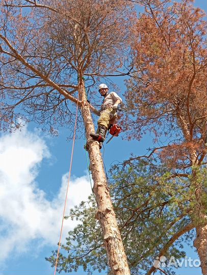 Селивановский район спил аварийных деревьев