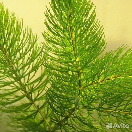 Роголистник