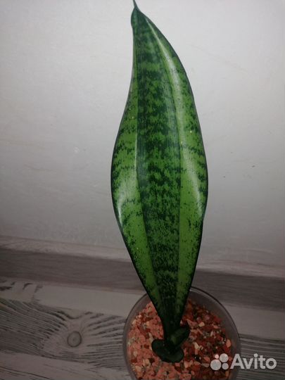 Сансевиерия муншайн Каспер