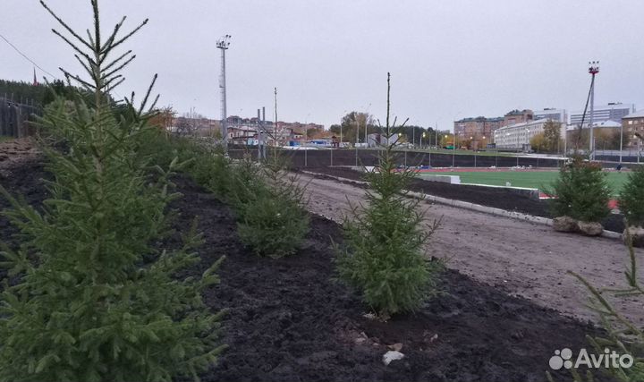 Сибирская ель экстра класс. Саженцы