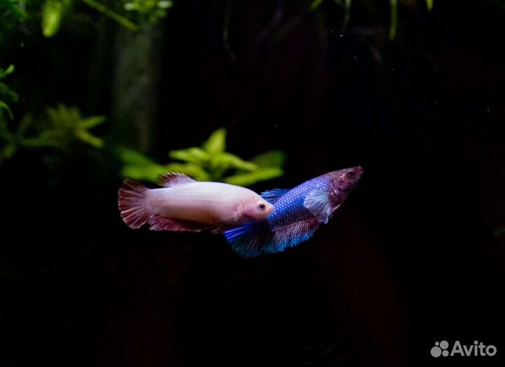 Аквариумные рыбки и растения