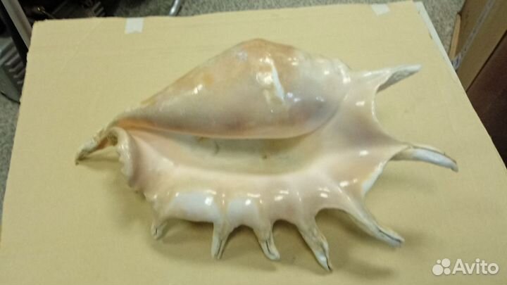 Раковина морская,большая