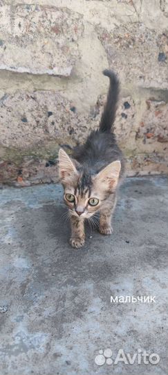 Котята бесплатно