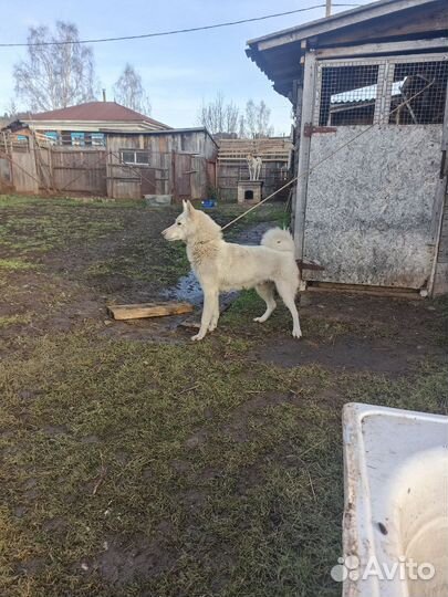 Щенки зсл Пермский край