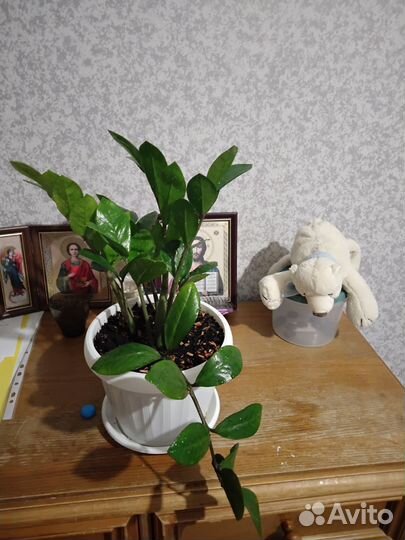 Замиокулькас