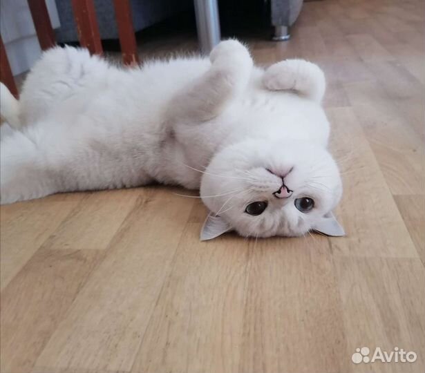 Вязка кот британская серебристая шиншилла