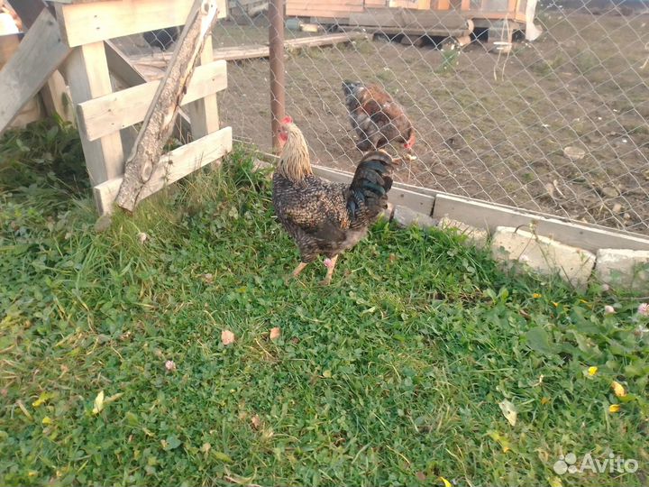 Продам петушков