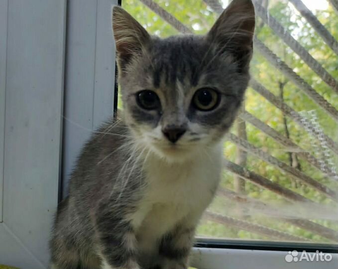 Котята в добрые руки бесплатно