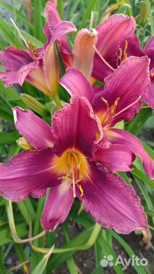 Продам лилейники