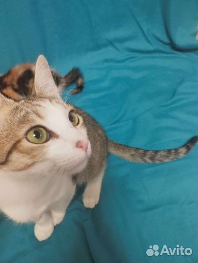 Котенок подросток Лунтик