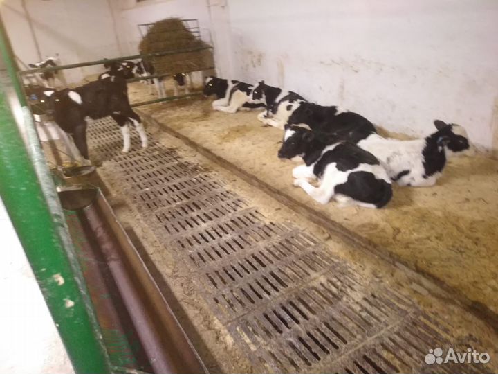 Телята бычки